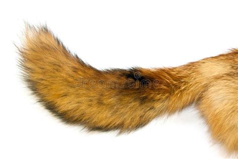 red fox tail stock photo image  studio tail full