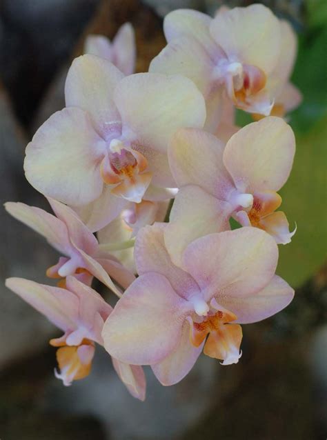 creampeach orchids peach orchid orchid flower orchids