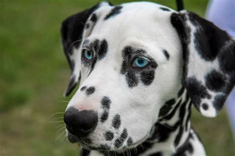 unique names  dogs  spots pethelpful