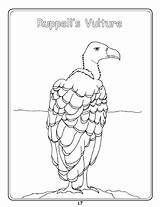 Vulture Griffon Coloring 21kb sketch template