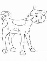 Calf Coloring Template Pages sketch template