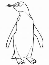 Pinguim Realistic Eyed Draw Privado Penguins Colorironline sketch template