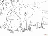 Coloring Pages African Elephants Bush Elephant Drawing sketch template