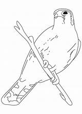 Sparrow Hawk Coloring Pages House Kids Popular Bird Template sketch template