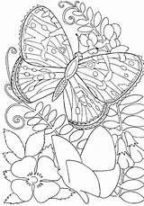Coloring Print Pages Adults Butterfly sketch template