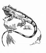 Iguana Reptiles Printablecolouringpages Webstockreview sketch template