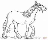 Gypsy Vanner Coloring Drawing Horse Pages Draw Printable Step Tutorials Supercoloring Categories sketch template