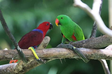 fileeclectus parrot eclectus roratus pairjpg wikipedia
