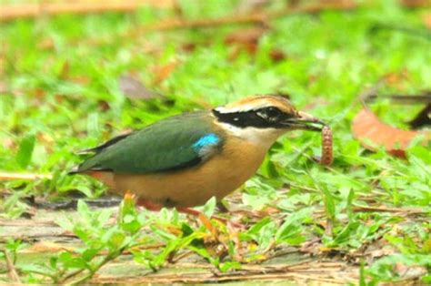 bangladeshi picture gallery birds of bd
