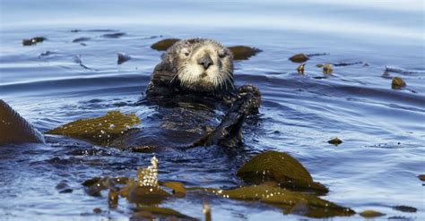 Comeback Of The Century The California Sea Otter S Return From The