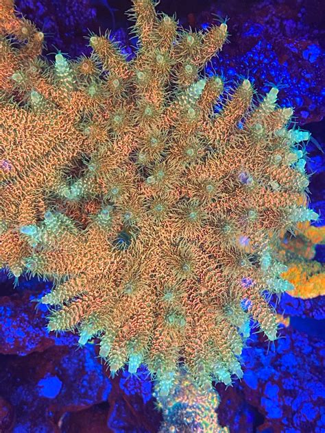 asd rainbow milli collectors corals