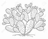 Cactus Prickly Fico Stammes Profilo Nero Entwurf Stacheligen Frucht Kaktusfeige Im Cespuglio Opuntie Schwarzen Frutta Coperto Opunzia Gambo Spine Isolato sketch template