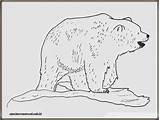 Mewarnai Beruang Polar Cangkir sketch template