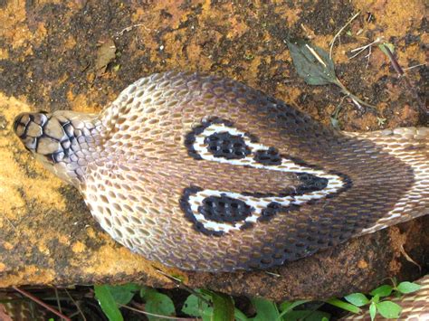 filethe common indian cobra  spectacled cobra jpg