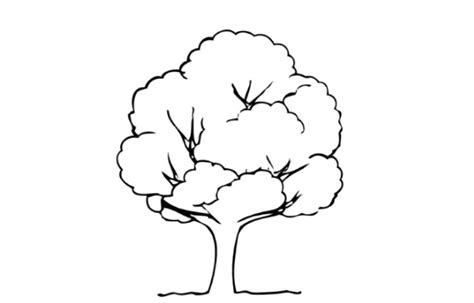 testul copacului dezvaluie personalitatea copilului cum interpretezi desenul parenting