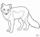 Fox Arctic Coloring Pages Summer Coat Printable Drawing Color Template Foxes Supercoloring Animal Categories sketch template