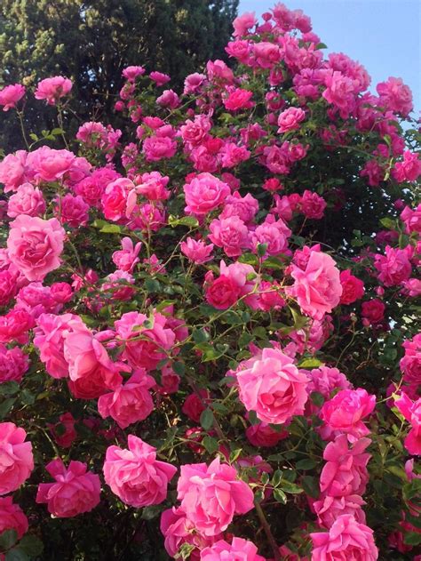 rose rosa american beauty cl   roses  gardenorg