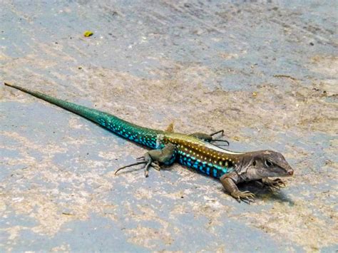 Jamaican Ground Lizard These Were A Common Sight Around Our Yard In