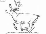Coloring Arctic Tundra Reindeer Pages Animals sketch template