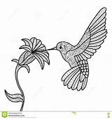Hummingbird Sylph Tailed Colibri Designlooter sketch template