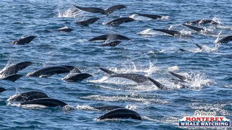 video hundreds  rare dolphins  superpod stampede