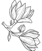 magnolia flowers coloring page   flower coloring pages