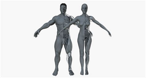 male  female ultimate anatomy project  model cgtrader