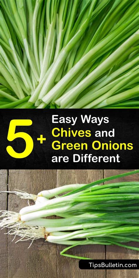 chives  green onions