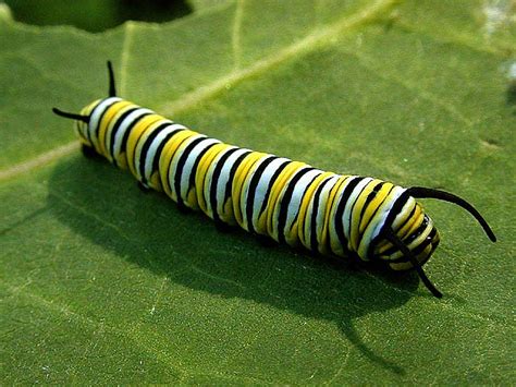 monarch butterfly caterpillar  biological science picture directory