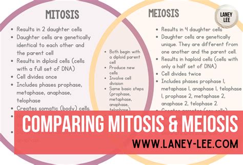 Comparing Mitosis And Meiosis Laney Lee