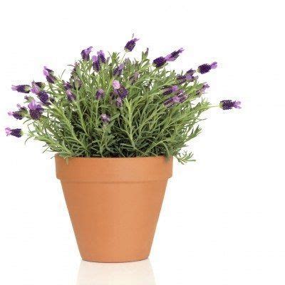 lavender container care tips  growing lavender  pots lavender