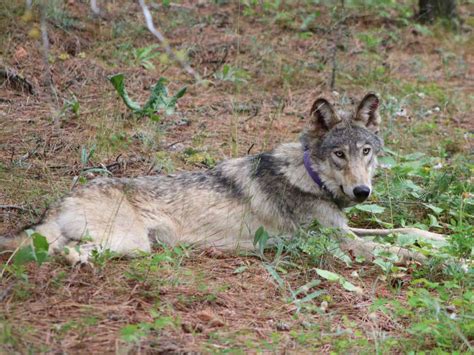 storied gray wolf   killed  southern california npr