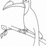 Toucan Smiling Birds sketch template