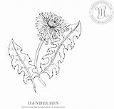 Dandelion sketch template