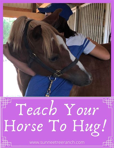 easy horse tricks horses tennessee walking horse horse tips