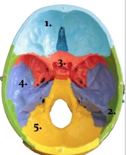 calvaria fontanelles and emissary foramina of the skull flashcards