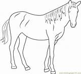 Horse Beautiful Coloring Pages Getcolorings Coloringpages101 Color sketch template