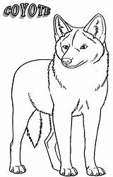 Coyote Coloring Pages Kids Trending Days Last sketch template