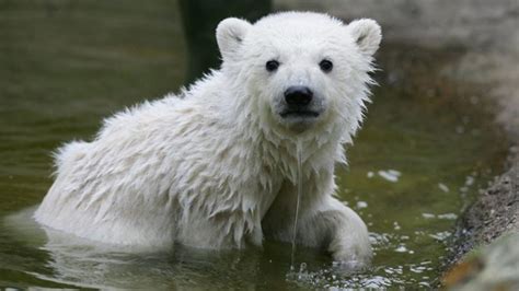 knut polar bear death riddle solved bbc news