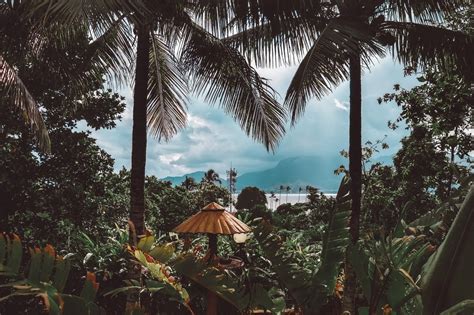 kostenlose foto natur baum palme vegetation tropen dschungel