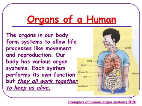 Human Organ Systems Lesson 2