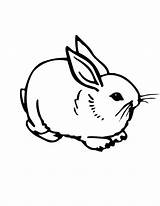 Coloring Pages Rabbit Bunny Printable Kids Print Cute sketch template