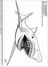 Megalodon Coloring Pages Colouring Printable Sheet Color Prehistoric Wildlife Sheets Getcolorings Getdrawings sketch template