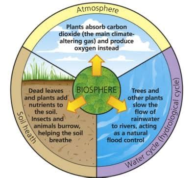 biosphere    main characteristics quora
