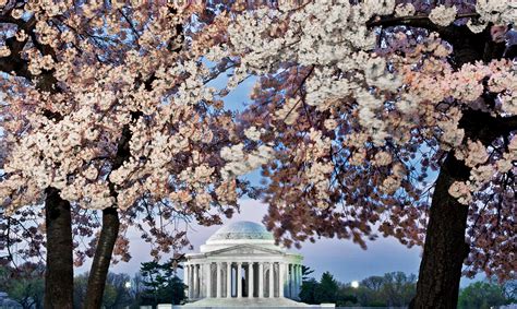 Cherry Blossom Festival Best Events This Week The Washington Post