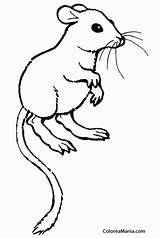 Kangaroo Rato Jerbo Rata Canguro Bigotes Ratas Desierto Canguru Voto sketch template
