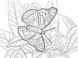 Admiral Coloring Red Butterfly Pages Printable Print sketch template
