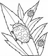 Colorat Insecte Imagini Desene Bookmark sketch template
