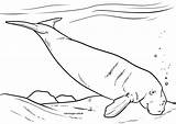 Ausmalbilder Tiere Fische Dugong sketch template