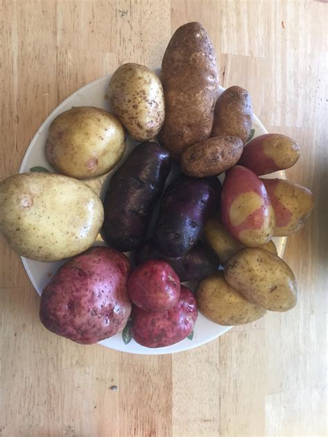 varieties  potato  year variety   spice  life
